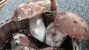 Raccolta funghi freschi: a Carpino un corso di prima formazione